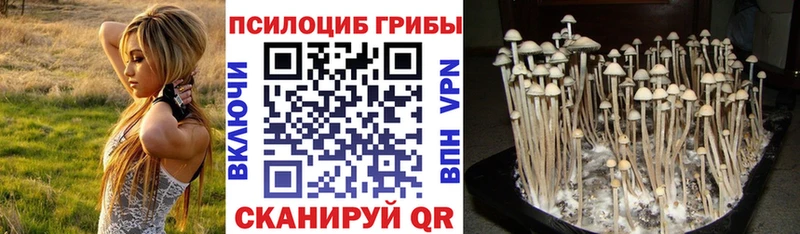 Галлюциногенные грибы Cubensis  Купить где  Александров 